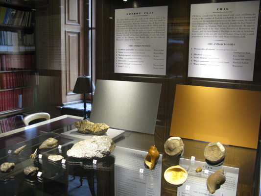 The Library's display of William Smith's fossils, on loan from the Natural History Museum